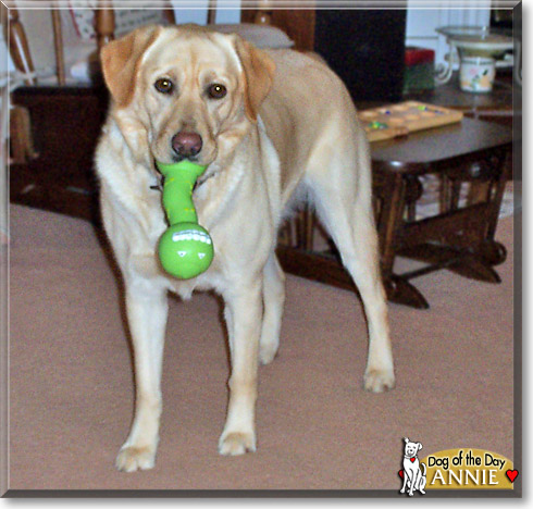 Annie, the Dog of the Day