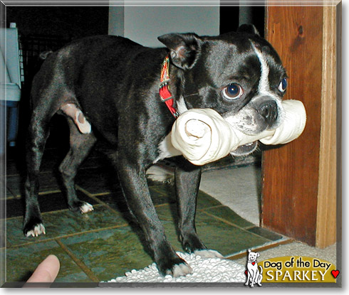 Sparkey, the Dog of the Day