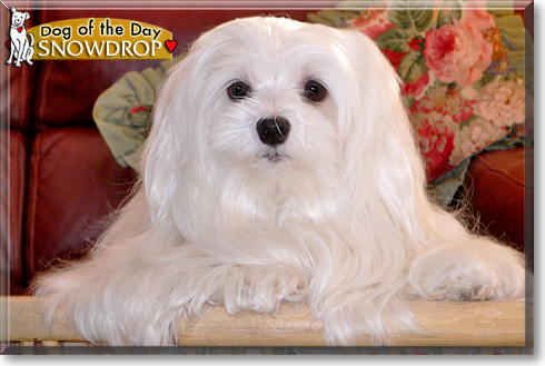 Snowdrop, the Dog of the Day