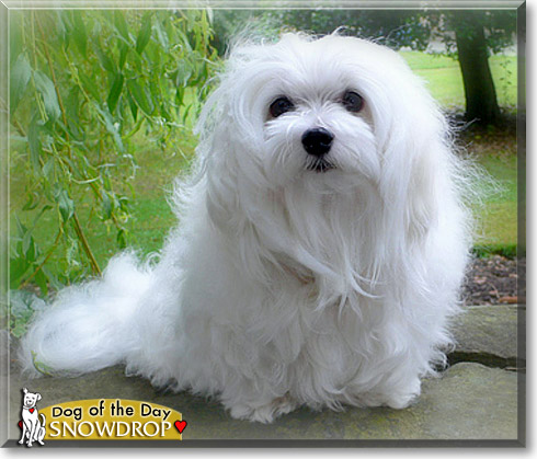Snowdrop, the Dog of the Day