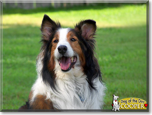 Cooper, the Dog of the Day