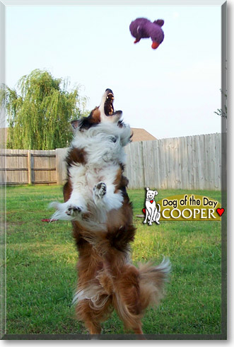 Cooper, the Dog of the Day