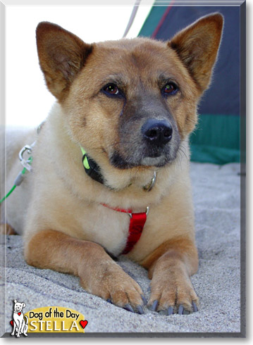 Stella, the Dog of the Day