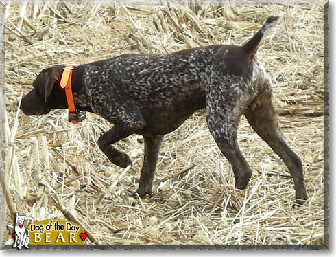 Bear, the Dog of the Day