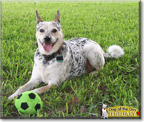 February, the Dog of the Day