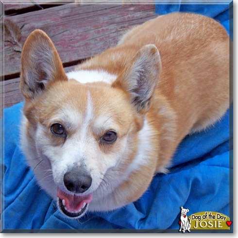 Josie, the Dog of the Day