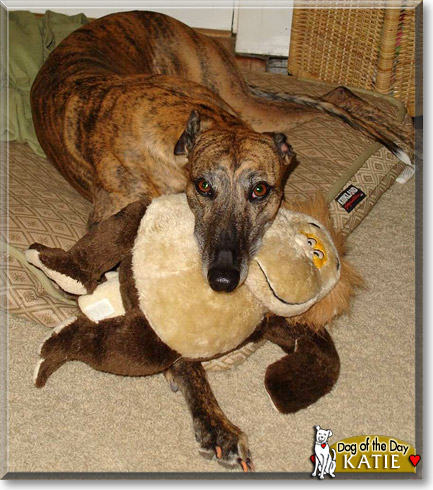 Katie, the Dog of the Day
