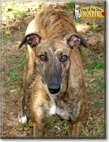 Katie, the Dog of the Day