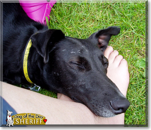 Sheriff, the Dog of the Day