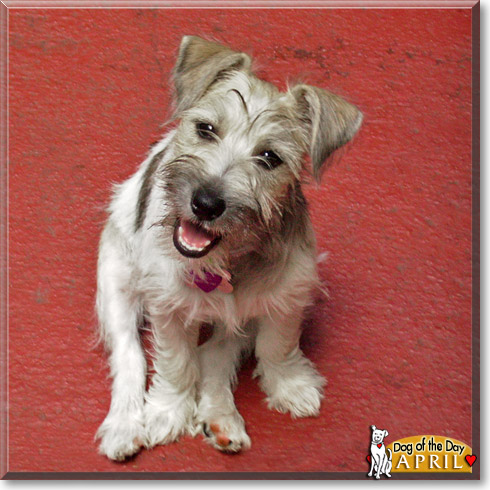 April, the Dog of the Day
