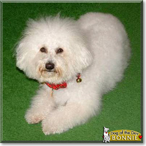 Bonnie, the Dog of the Day