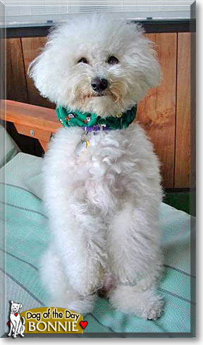 Bonnie, the Dog of the Day