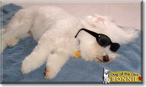 Bonnie, the Dog of the Day