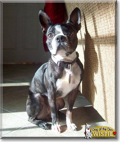 Wispie, the Dog of the Day