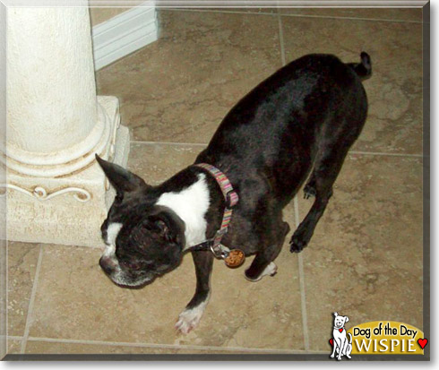 Wispie, the Dog of the Day