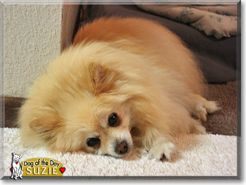 Suzie, the Dog of the Day