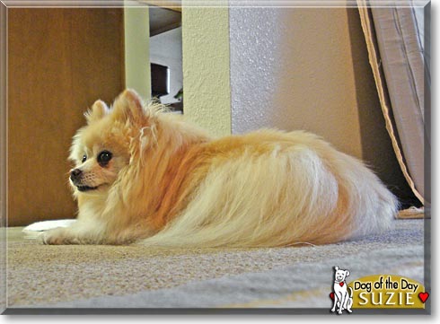 Suzie, the Dog of the Day
