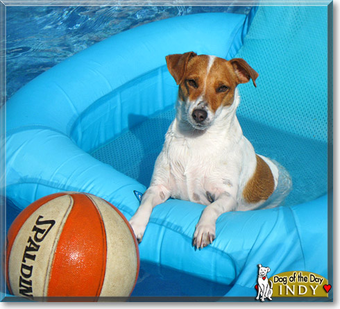 Indy, the Dog of the Day