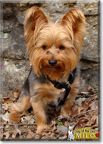 Milo, the Dog of the Day