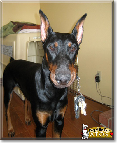 Atos, the Dog of the Day