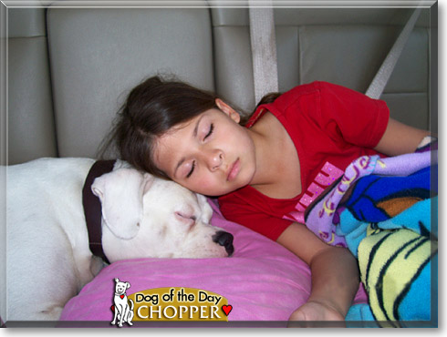 Chopper, the Dog of the Day