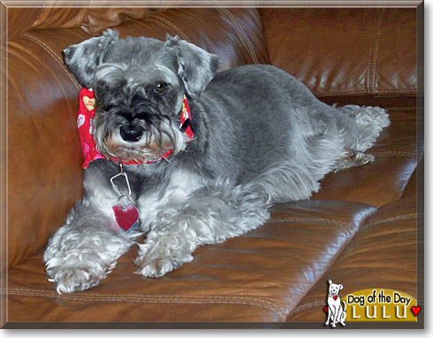 Lulu, the Dog of the Day