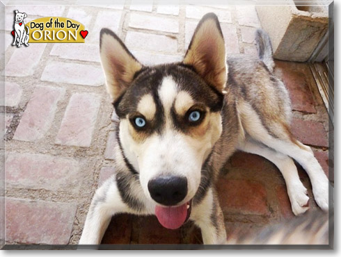 Orion, the Dog of the Day