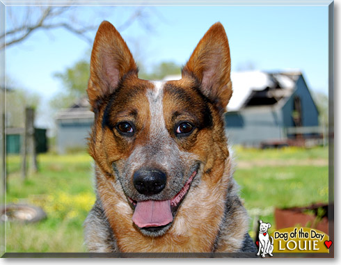 Louie, the Dog of the Day