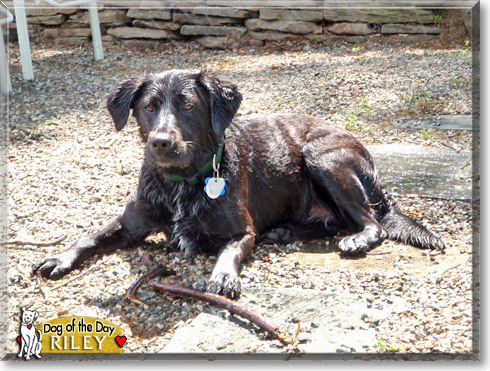 Riley, the Dog of the Day