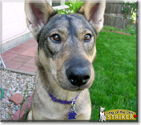 Striker, the Dog of the Day
