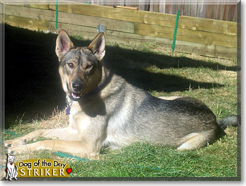 Striker, the Dog of the Day