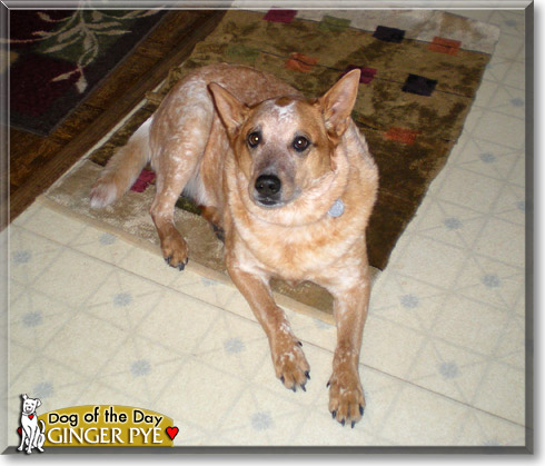Ginger Pye, the Dog of the Day