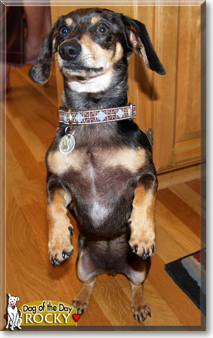 Rocky, the Dog of the Day