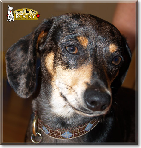 Rocky, the Dog of the Day