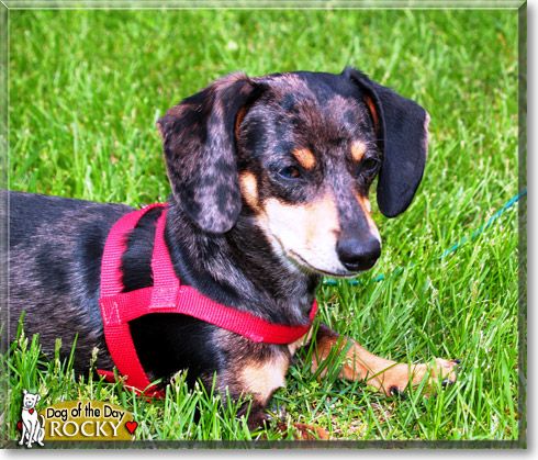 Rocky, the Dog of the Day