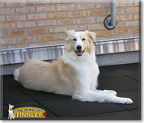 Finnley, the Dog of the Day