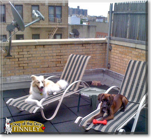 Finnley, the Dog of the Day