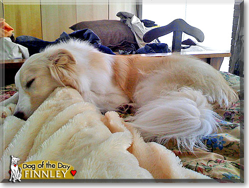 Finnley, the Dog of the Day