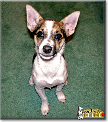 Chloe, the Dog of the Day