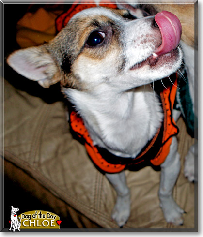 Chloe, the Dog of the Day