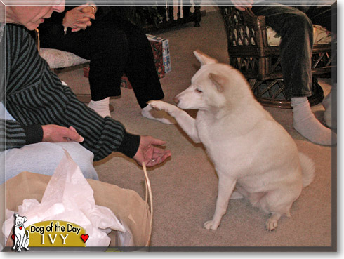 Ivy, the Dog of the Day