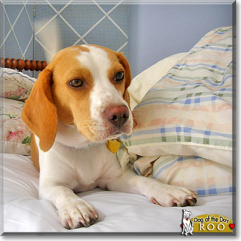 Roo, the Dog of the Day