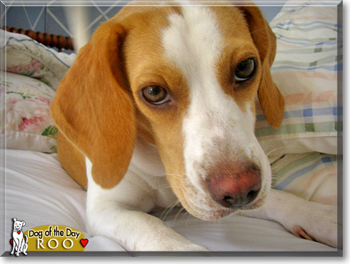 Roo, the Dog of the Day