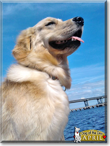 April, the Dog of the Day