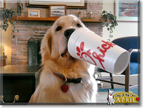 April, the Dog of the Day