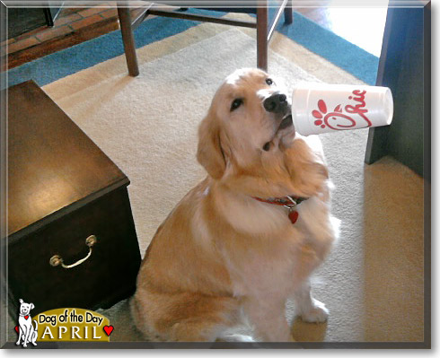 April, the Dog of the Day