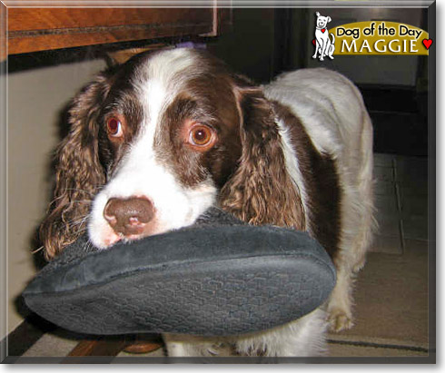 Maggie, the Dog of the Day