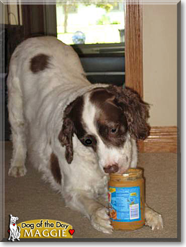 Maggie, the Dog of the Day