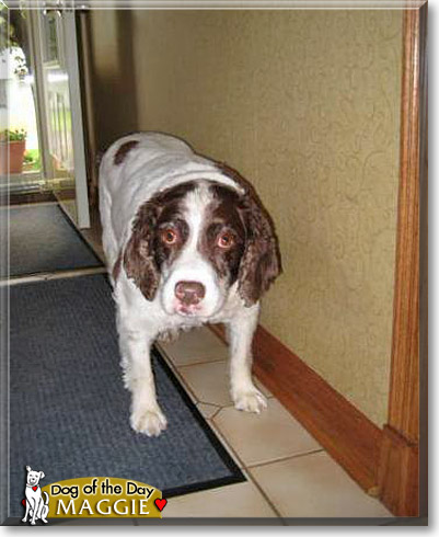 Maggie, the Dog of the Day
