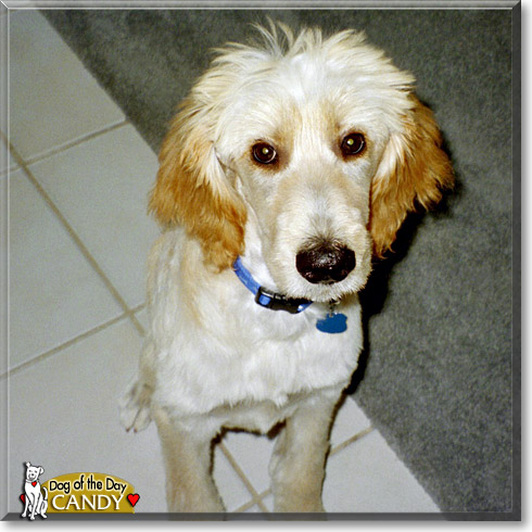 Candy, the Dog of the Day
